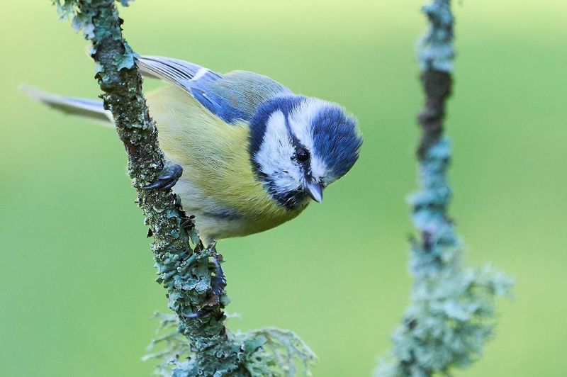 фото превью