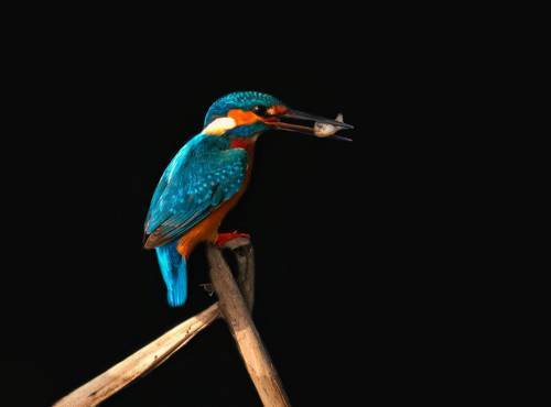 Common Kingfisher