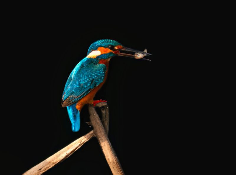 closeup, bird, birds, wild, wings, beauty, nature, swan, feather, spread, little sparrow,animal,animals,nikon,tailorbird,portraitm,eyes,eagle,kite,flying,sky,prey Common Kingfisher фото превью