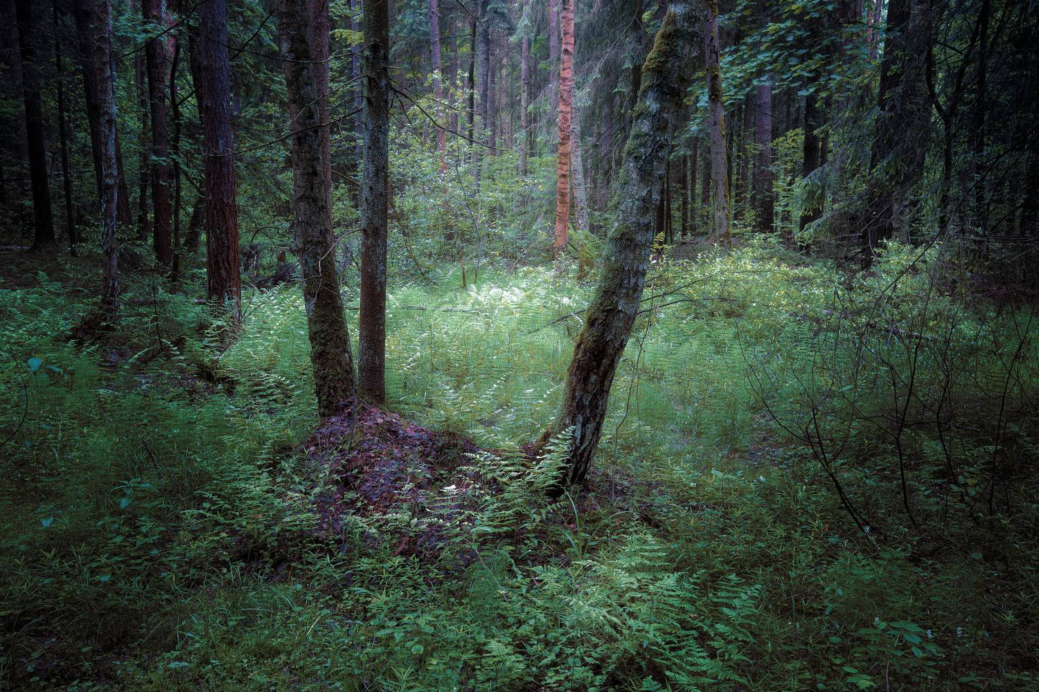 лес, деревья, листва, лето, Валерий Вождаев