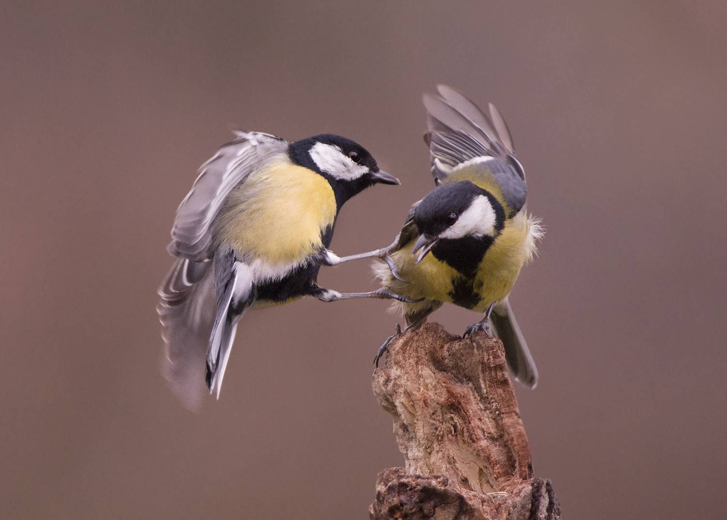 , Евгени Стефанов