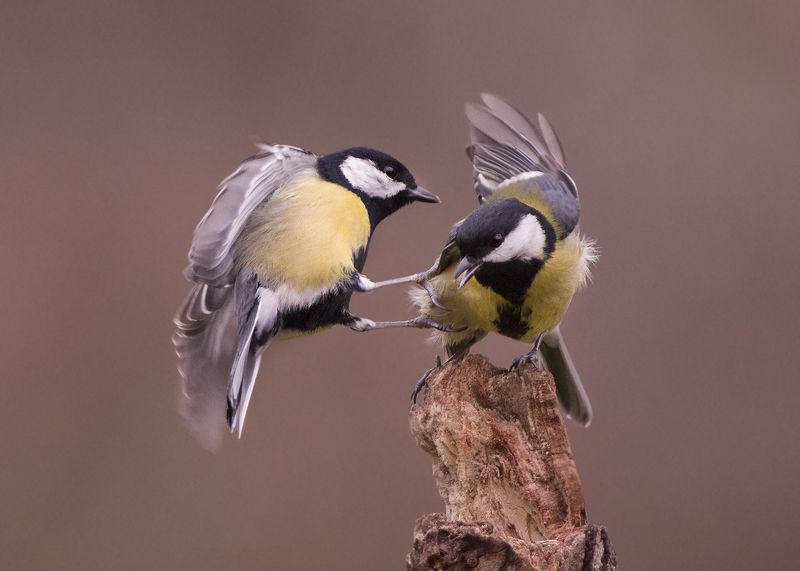 Конкуренция фото превью