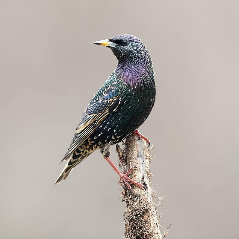 european starling, обыкновенный скворец, скворец, зима, starling European Starling - Обыкновенный Скворец фото превью
