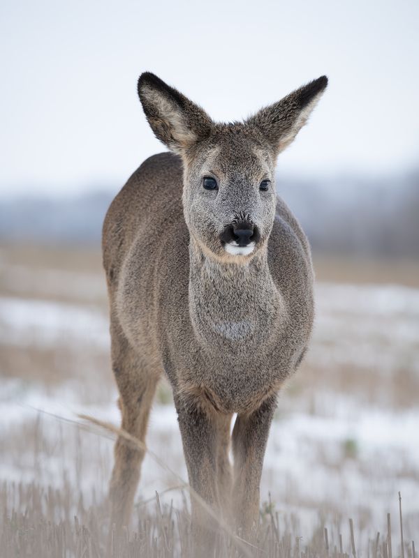 Европейская косуля, Capreolus capreolus,Январь 2023 фото превью