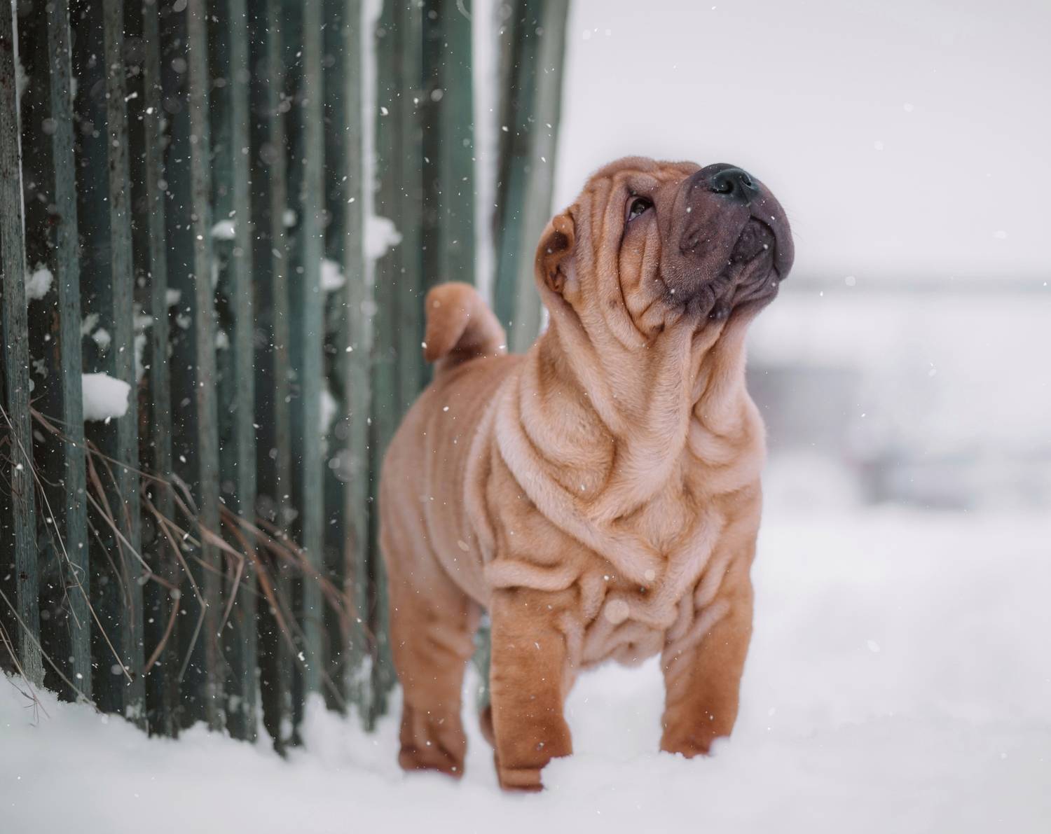 , Елена Раздвилова