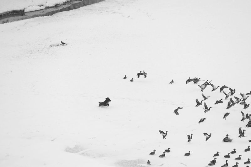 Пастух и стадо фото превью