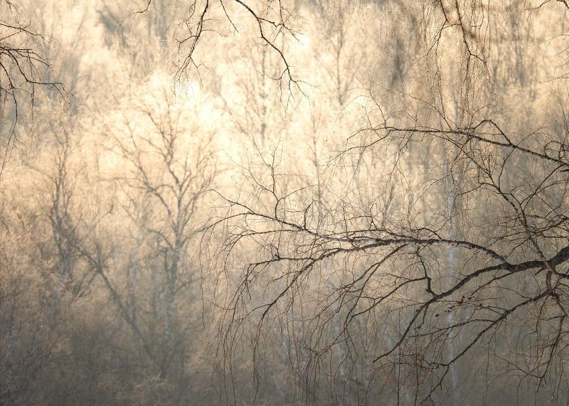 Тишина…  Silence... фото превью