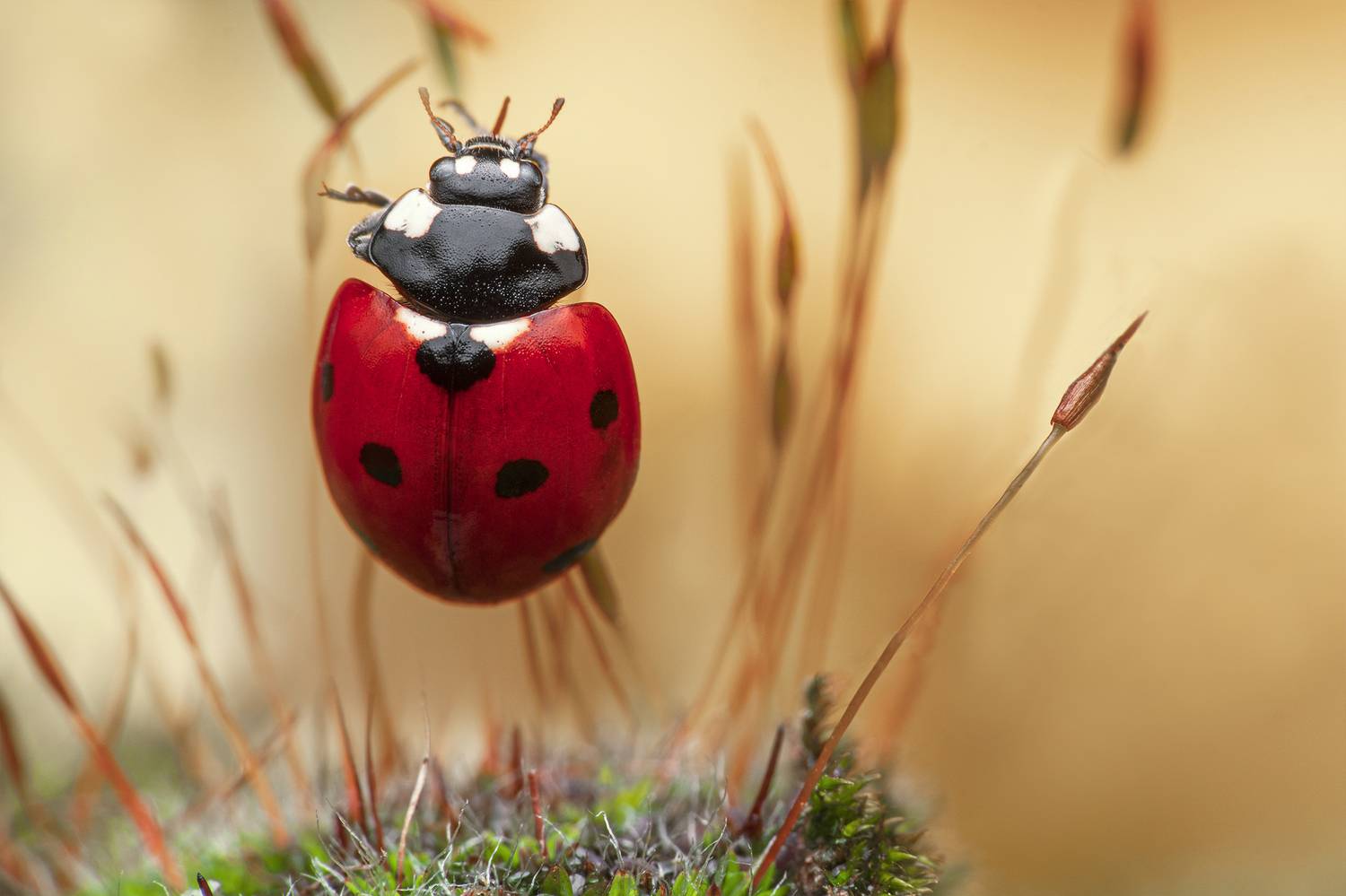 ceclii, macro, Цветан Ганев