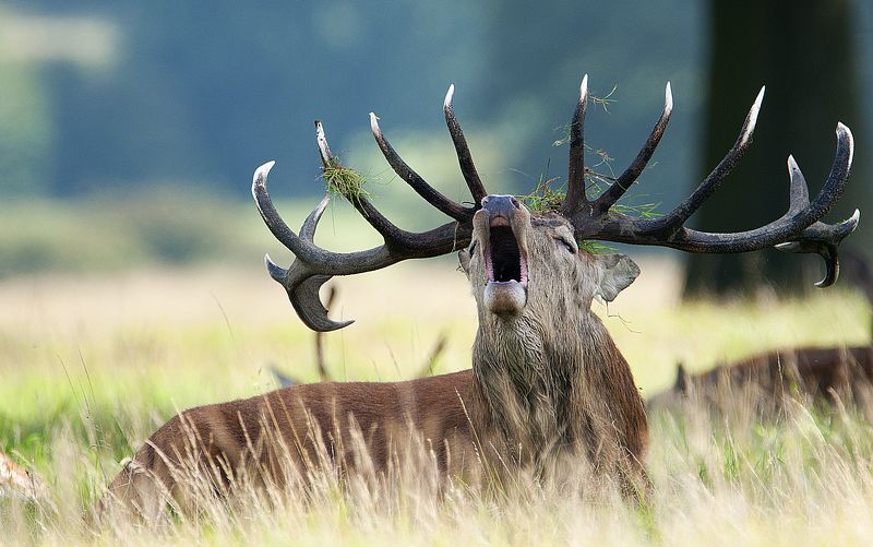 Deer, nikon, rut, animal, animals  Deer фото превью