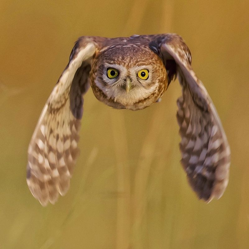 Little owl