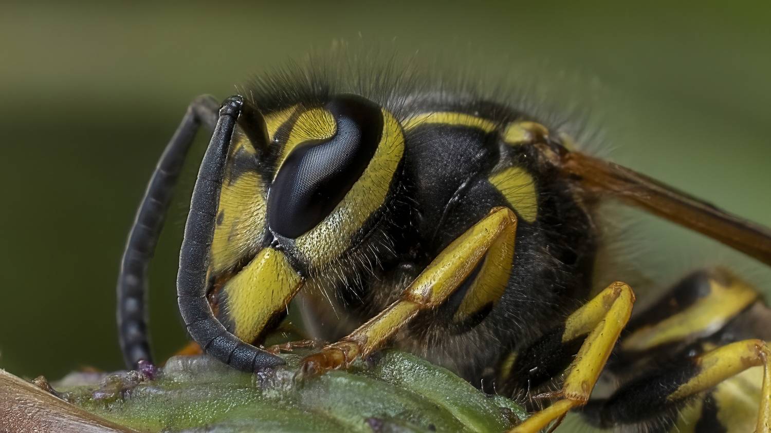 , Людмила Железнова