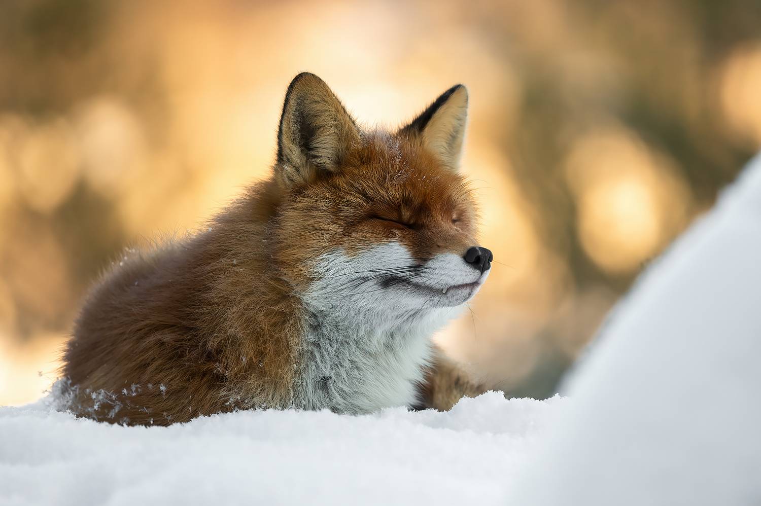 , Калинин Михаил