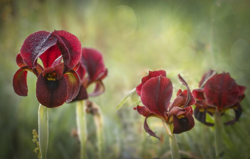 flowers, dew, Iris Ирис Аргаман фото превью