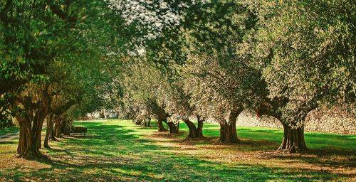 Оливковый сад