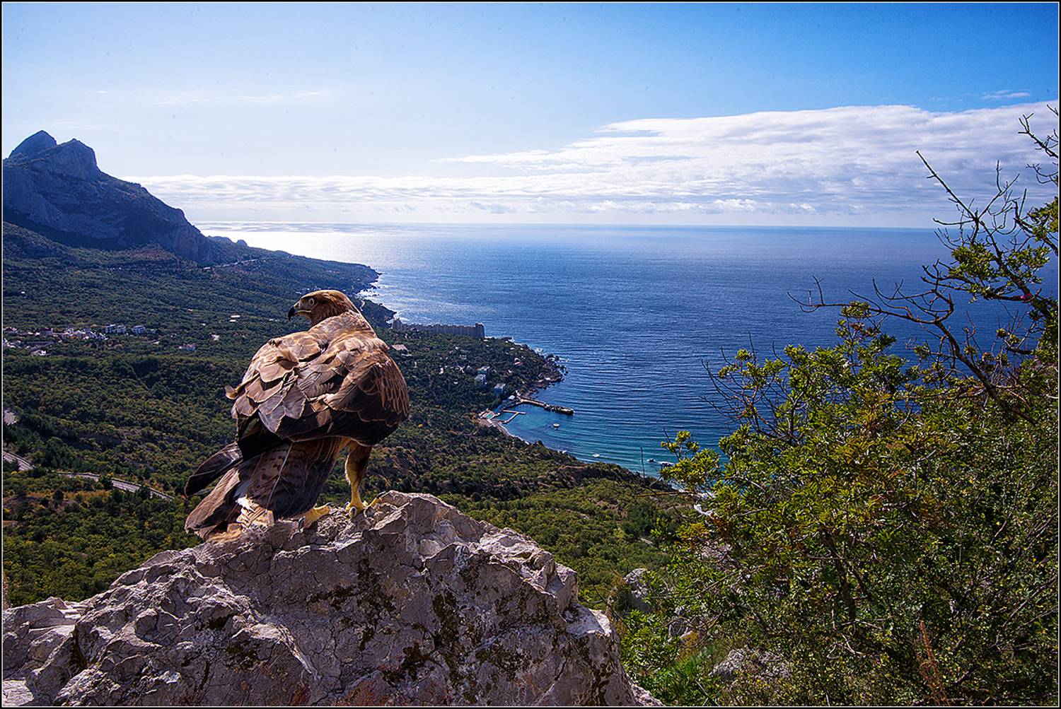 крым, ласпи, птица, АНАТОЛИЙ ДОВЫДЕНКО
