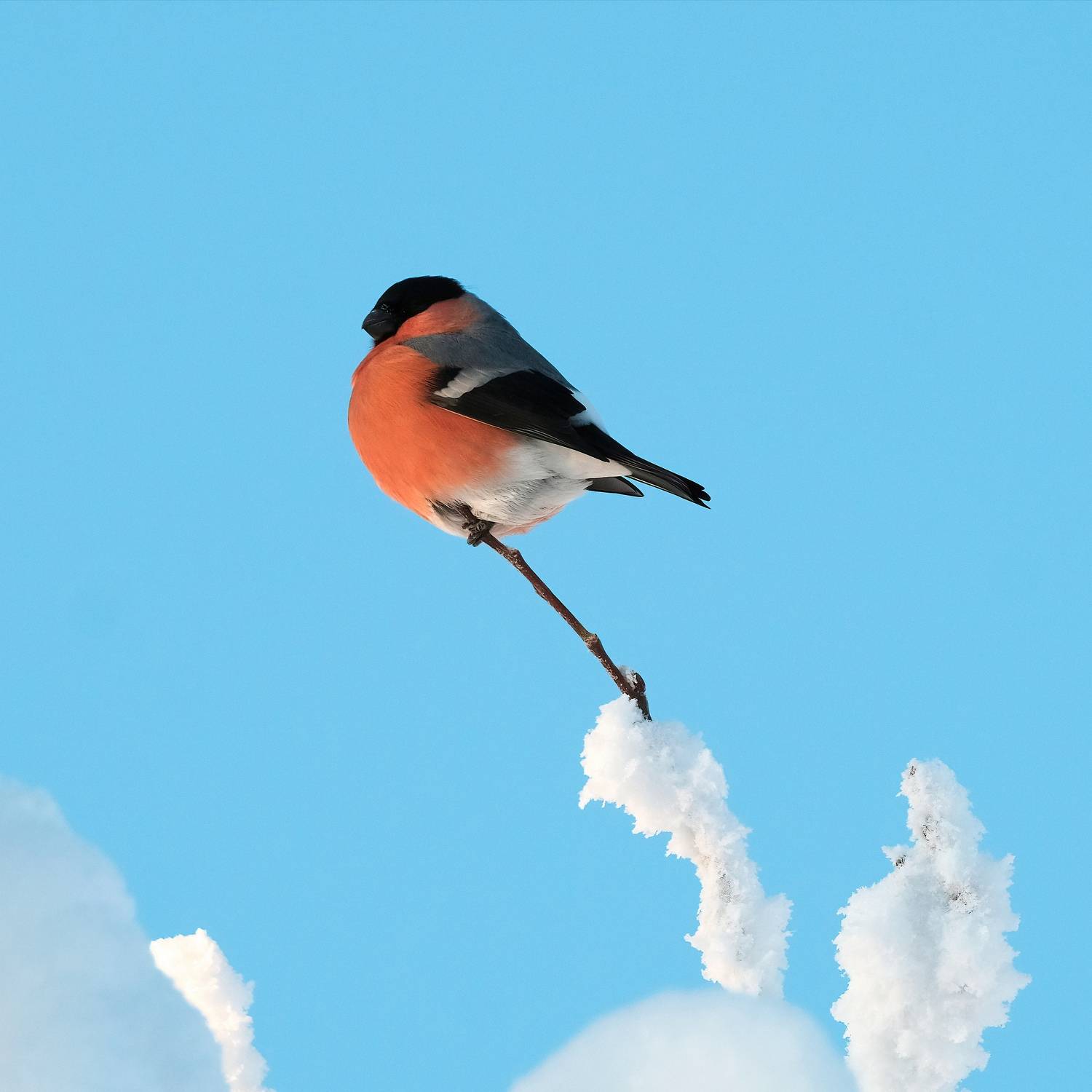 таганай, урал, южный урал, зима, снег, мороз, птицы, бердвотчинг, birdwatching, Ketov Vladimir