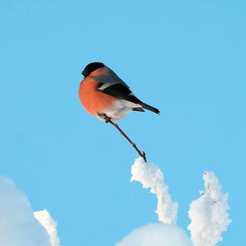 Снегирь на голубом небе