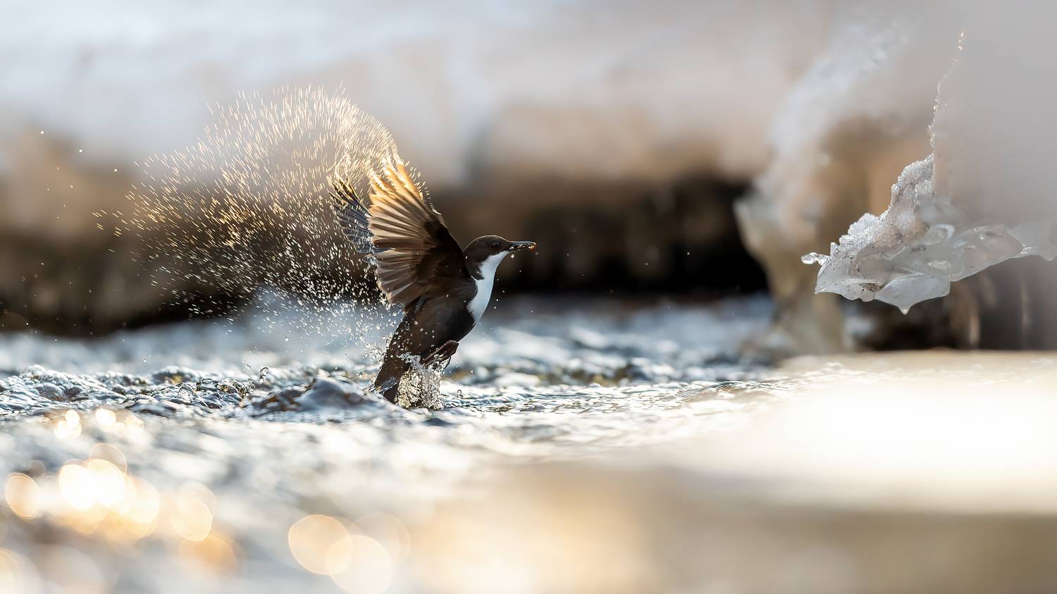 , Калинин Михаил