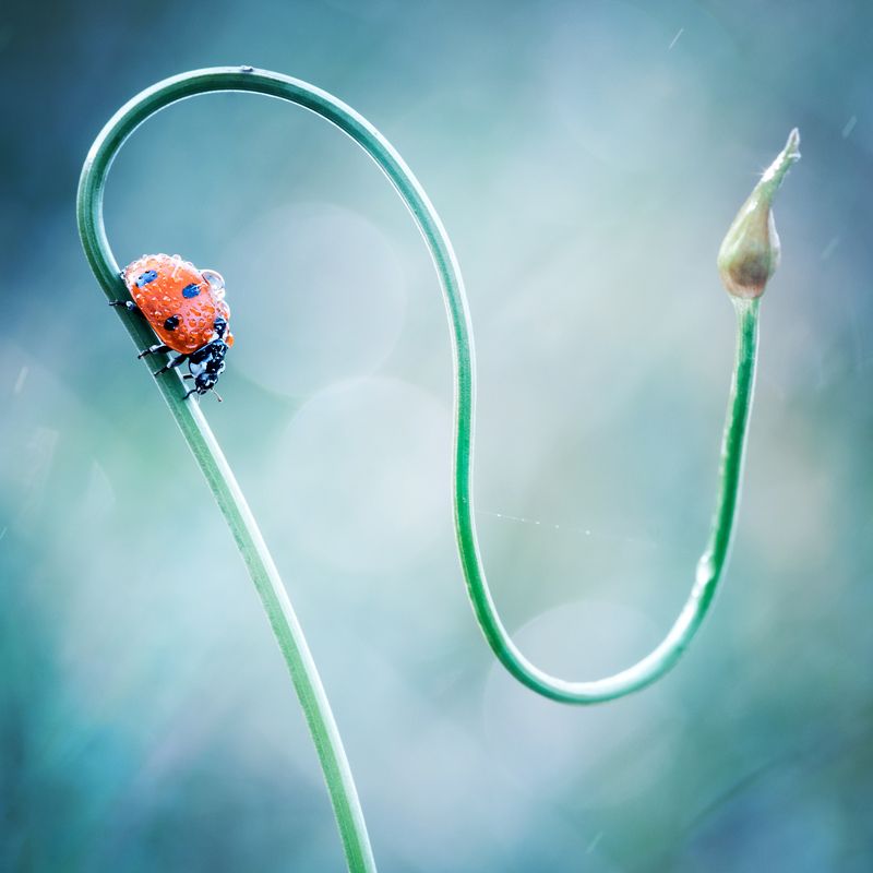 божья коровка, изгиб линии, кривая, дорожка, утро, роса По кривой дорожке фото превью