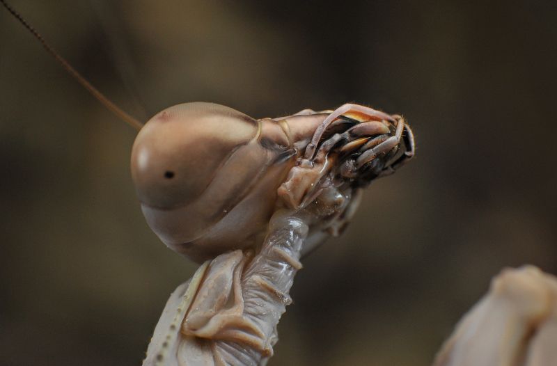 macro, nature, insect, mantis Mantis фото превью