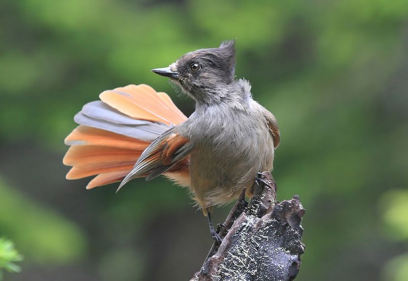 кукша бодрая кукша фото превью