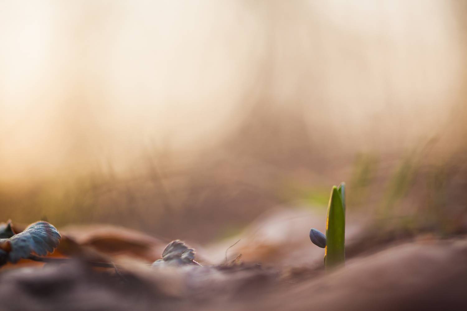 , Викулов Николай