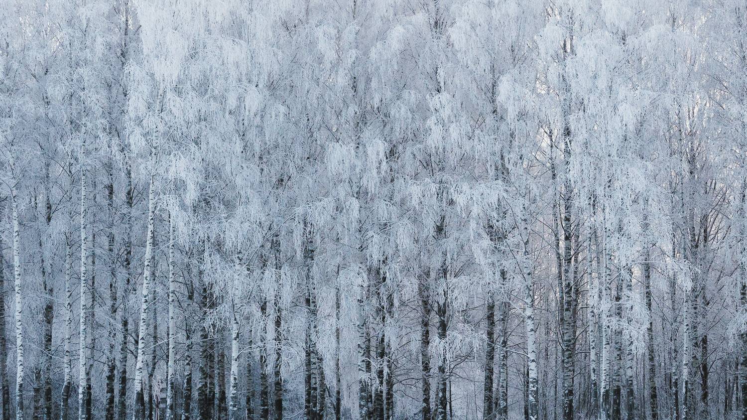 пейзаж, природа, зима, снег, лес, Mysov Ivan