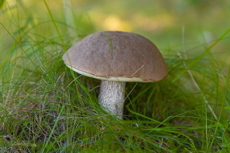 подберёзовик, гриб, ристительность, объект, еда, деликатес, лес, Мамоново, Калининградская область, фотография, boletus, mushroom, vegetation, object, food, delicacy, forest, Mamonovo, Kaliningrad region, photography Подберёзовик. фото превью