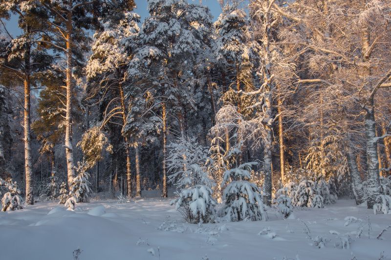 январь лес утро серково мороз Утренний лес. Серково. фото превью