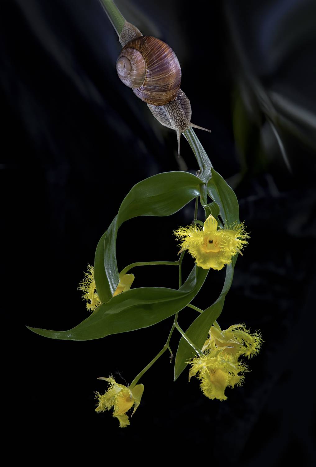 , Черновол Валентин