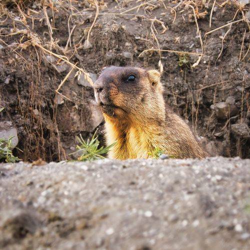 Степной дозор (С Днём сурка/ Happy Groundhog Day)