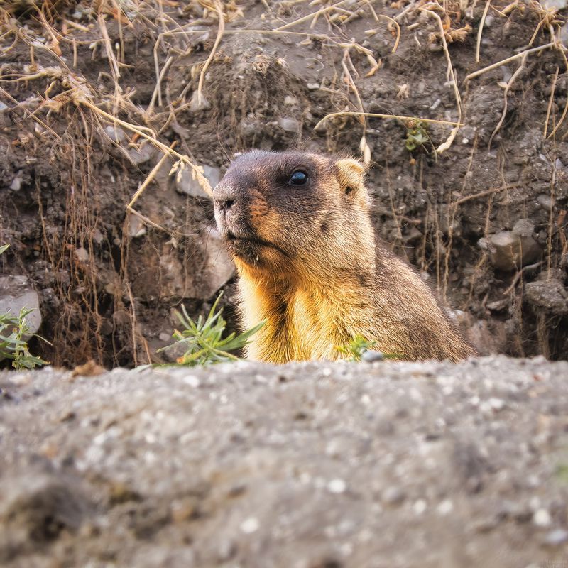 Степной дозор (С Днём сурка/ Happy Groundhog Day) фото превью