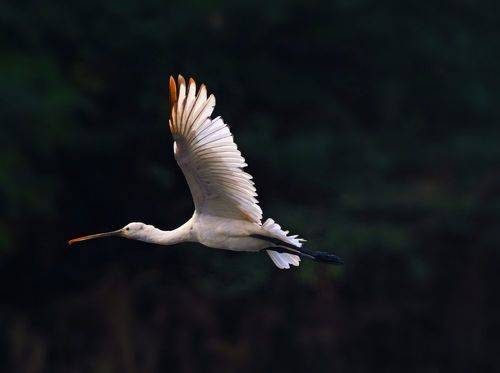 Eurasian spoonbill
