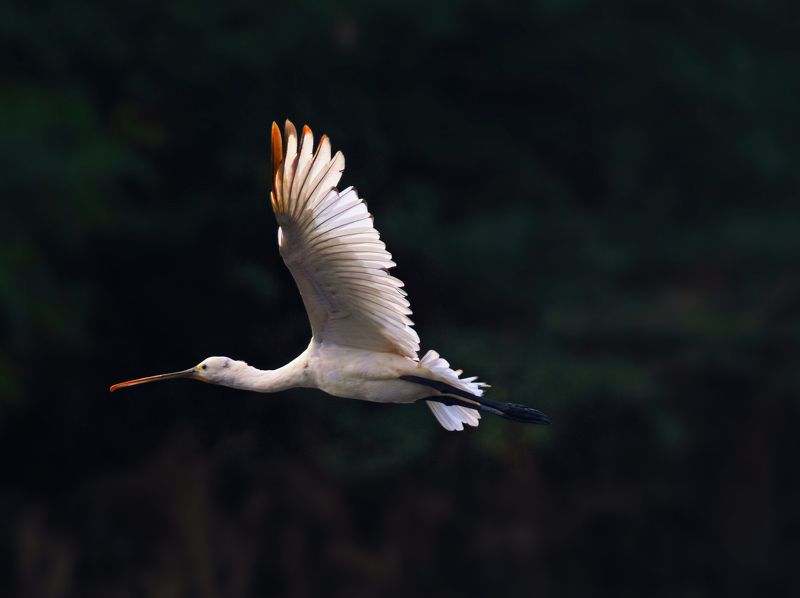 closeup, bird, birds, wild, wings, beauty, nature, swan, feather, spread, little sparrow,animal,animals,nikon,tailorbird,portraitm,eyes,eagle,kite,flying,sky,prey Eurasian spoonbill фото превью
