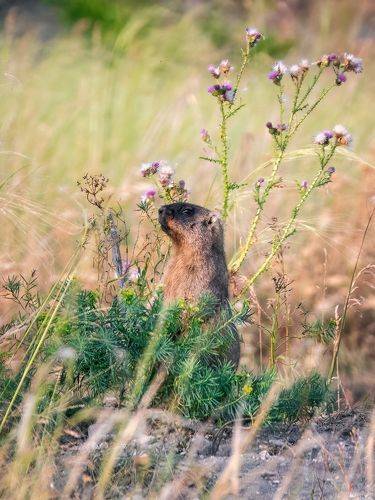 Степной дозор (С Днём сурка/ Happy Groundhog Day)
