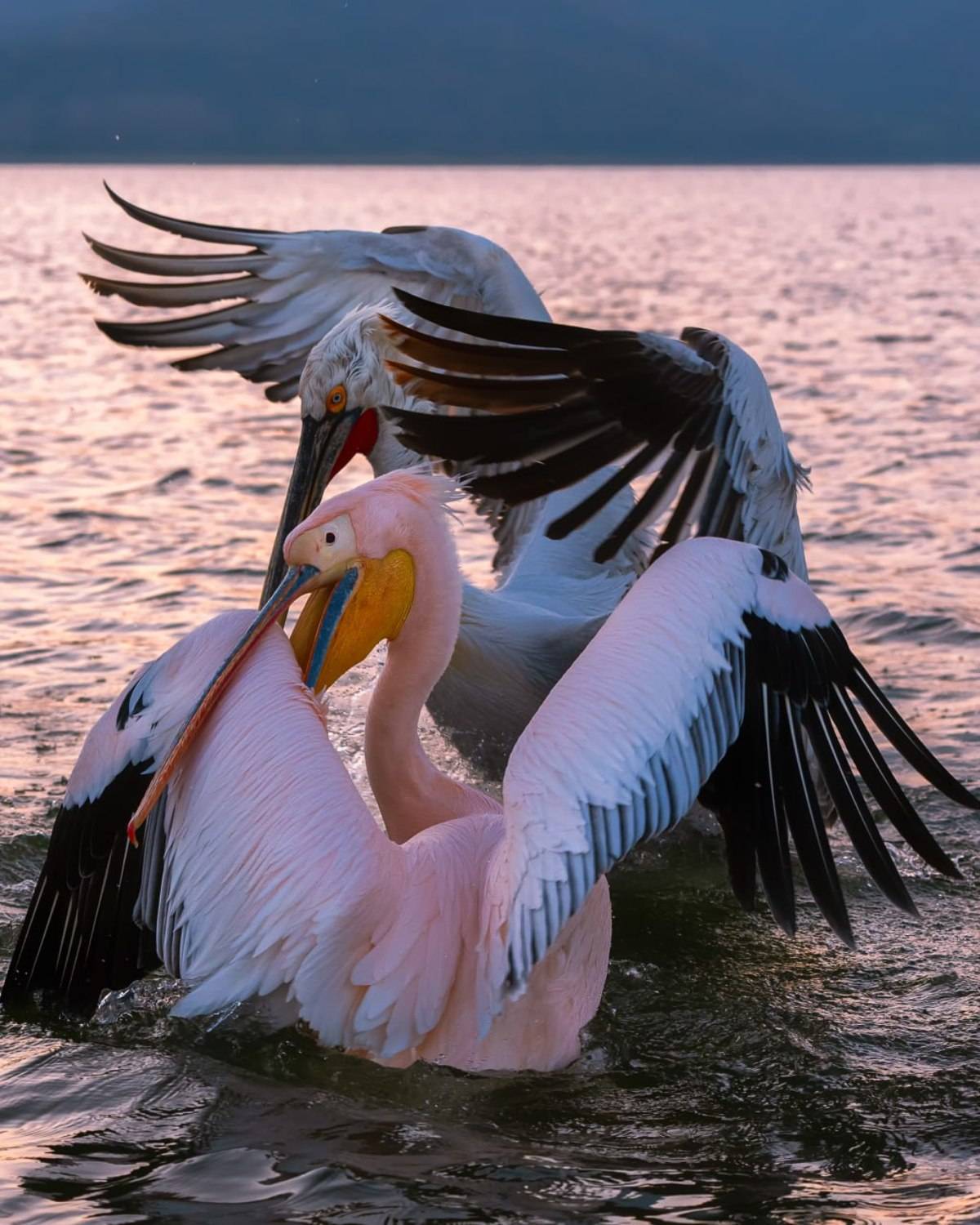 , Nikos(Nougzari) Leonov