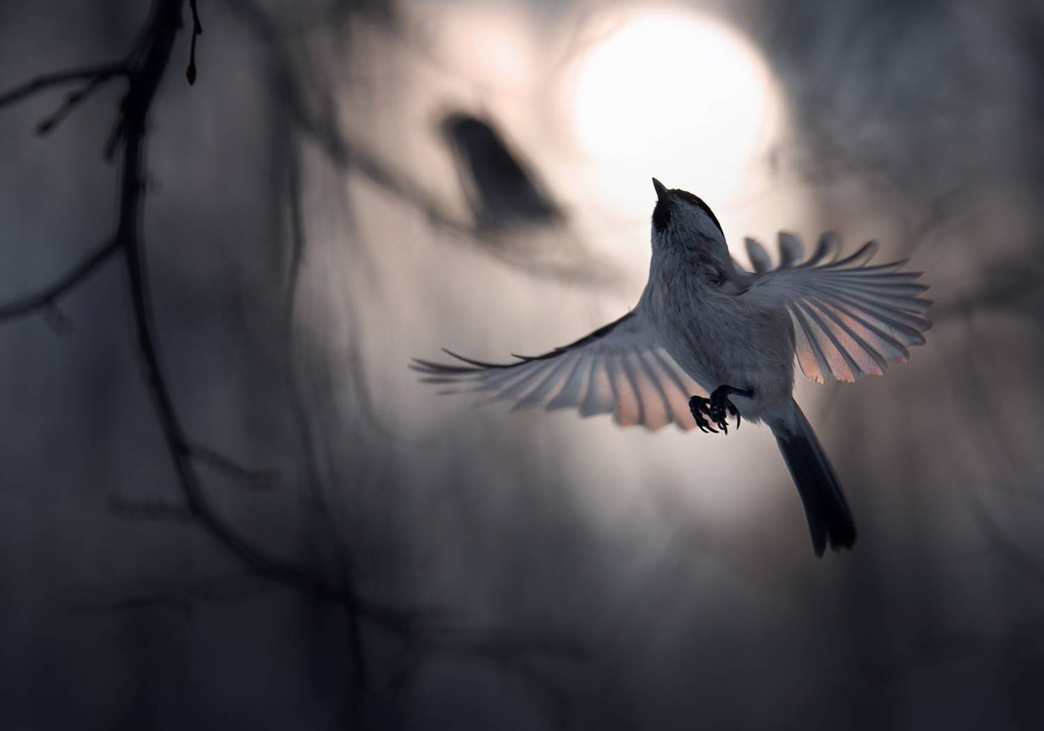 #синица #птицы #гаичка, Баранов Олег