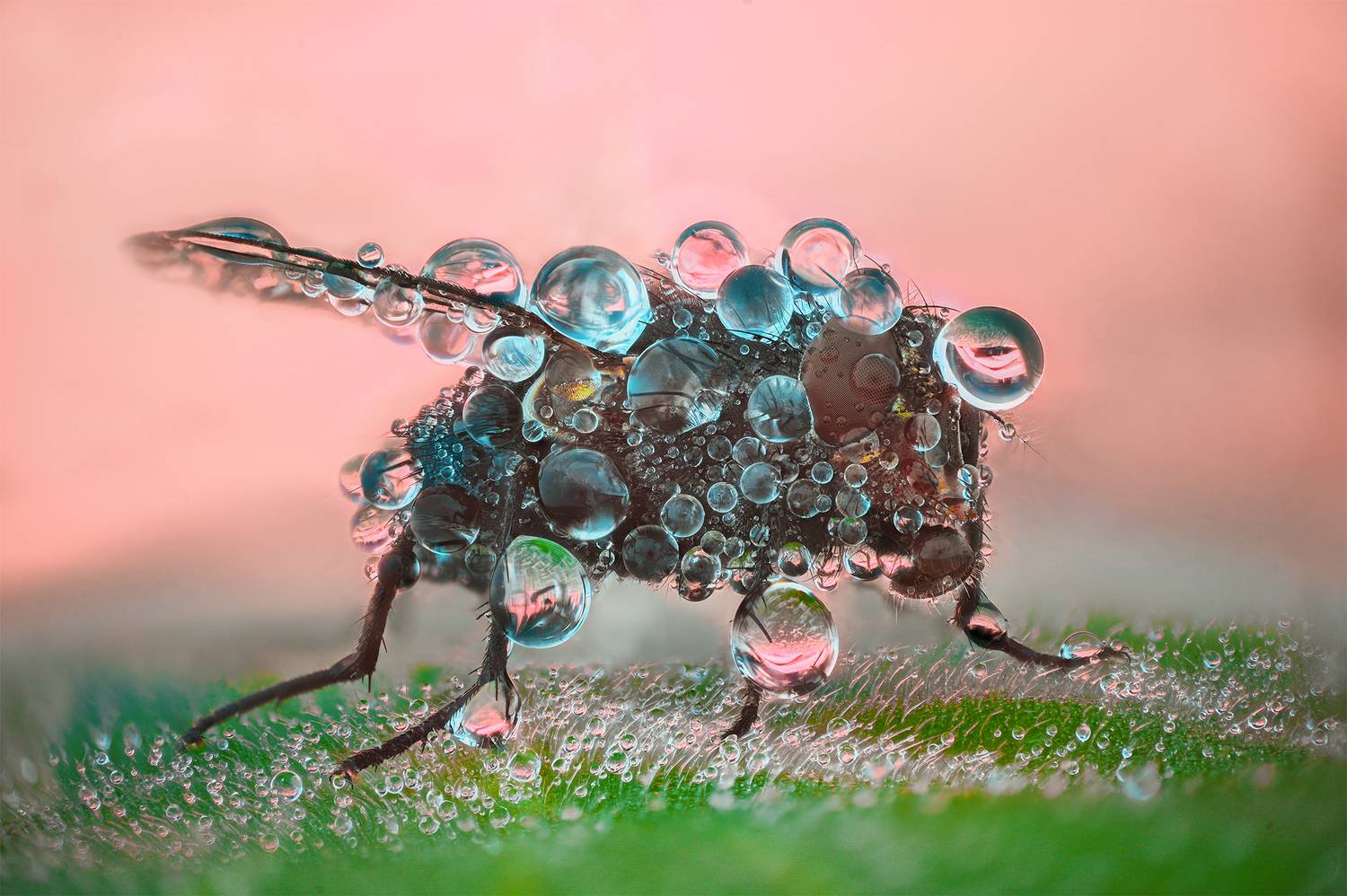 ceclii, macro, Цветан Ганев
