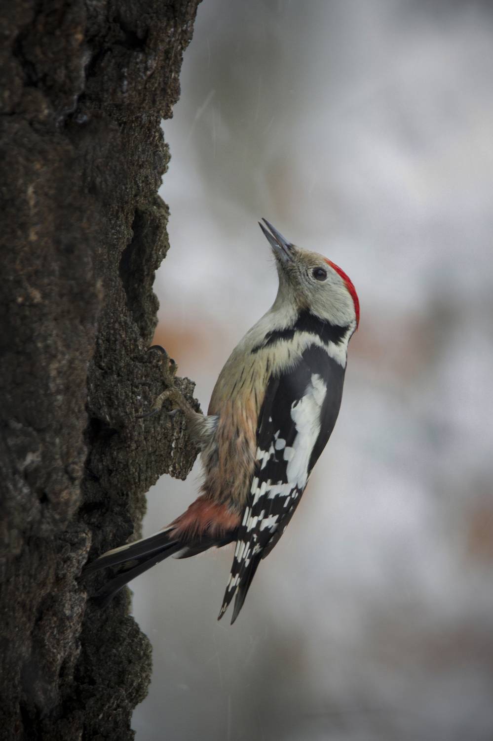 Bird, Wildlife, Nature, Tree, Wild, Animal, Close-up, Woodpecker, Forest, Damian Cyfka