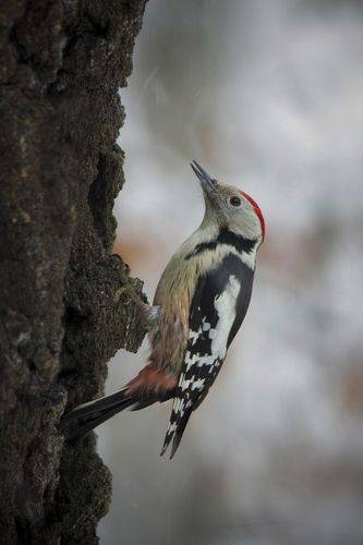 Middle spotted woodpecker