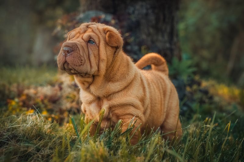 фото превью