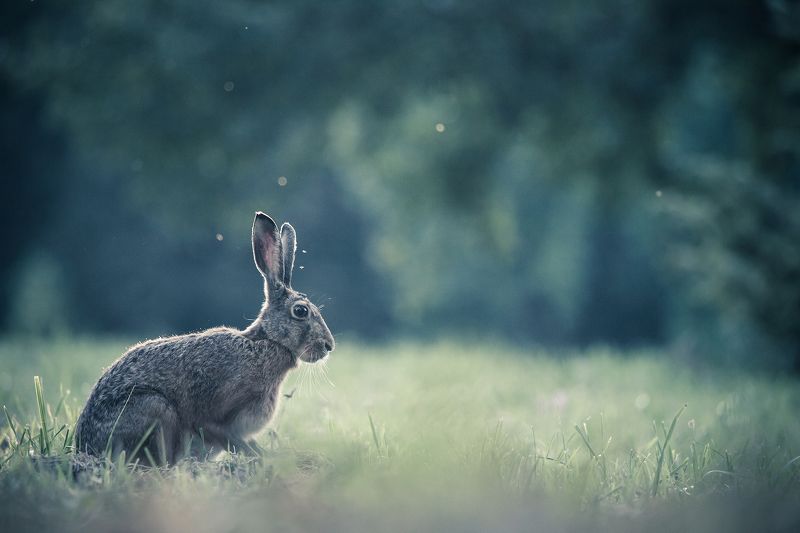 Hare фото превью
