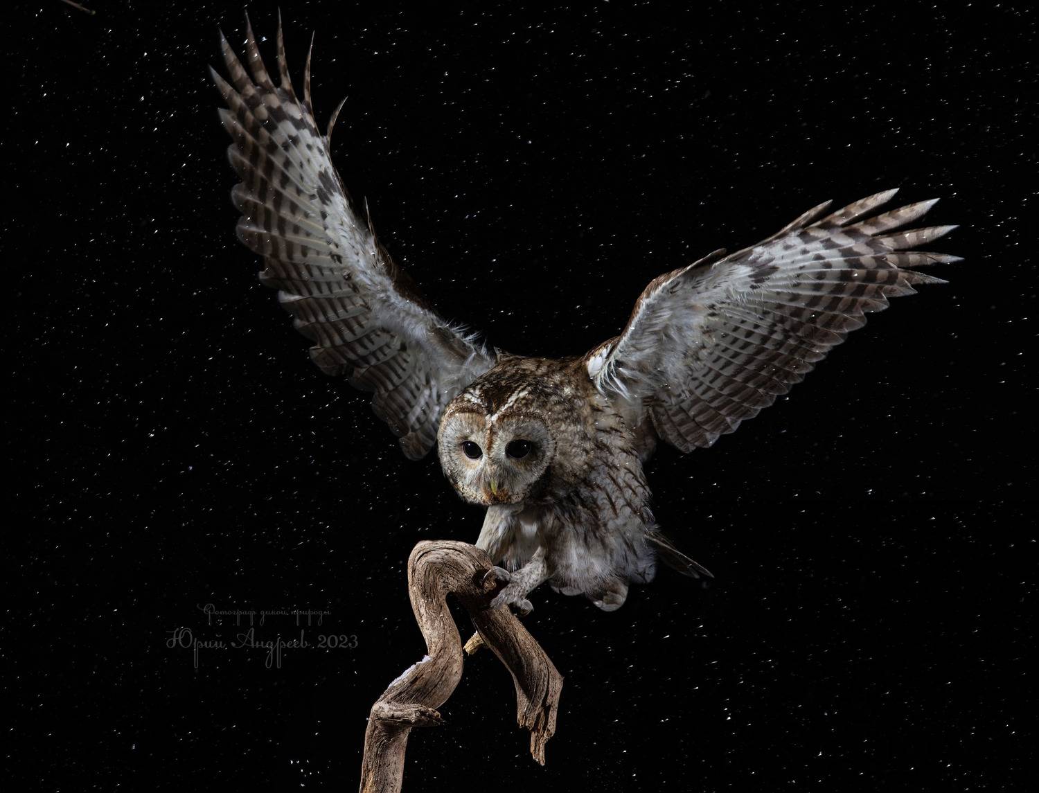 неясыть_серая, неясыть_обыкновенная, (лат. strix aluco), ночь, снег,, Юрий Андреев