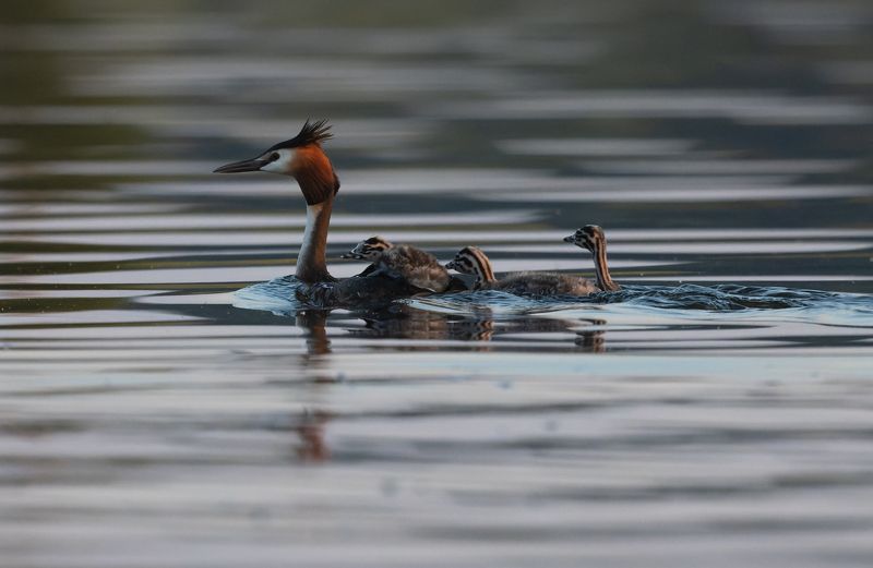 птица, чомга, поганка, птенец, выводок, озеро, вода Покатушки фото превью
