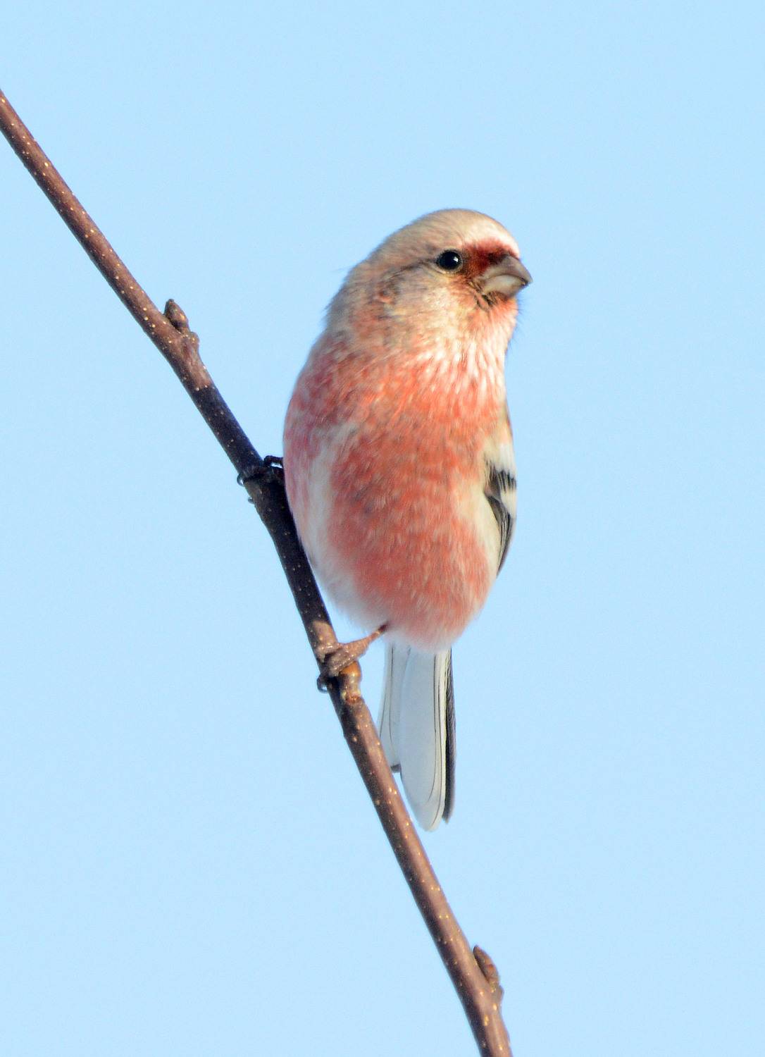 , Белоусов Михаил