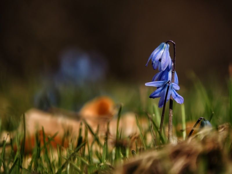Пролісок фото превью