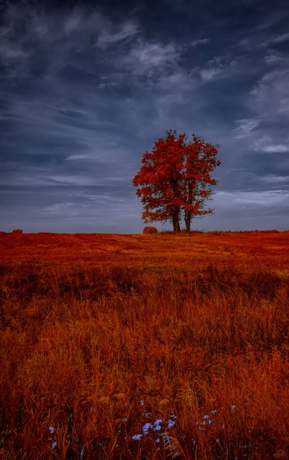 infrared,ик-фото,инфракрасное фото, инфракрасная фотография, пейзаж, лето,  Sixten (Сергей)