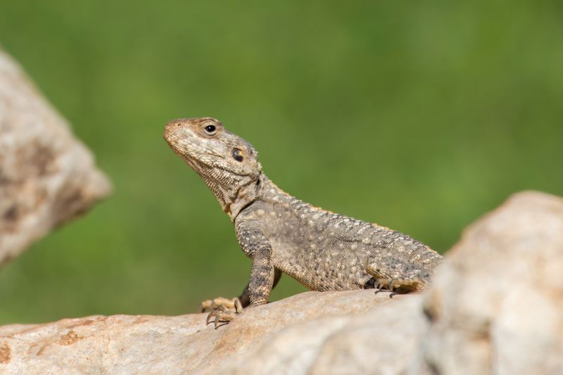 small dragon фото превью