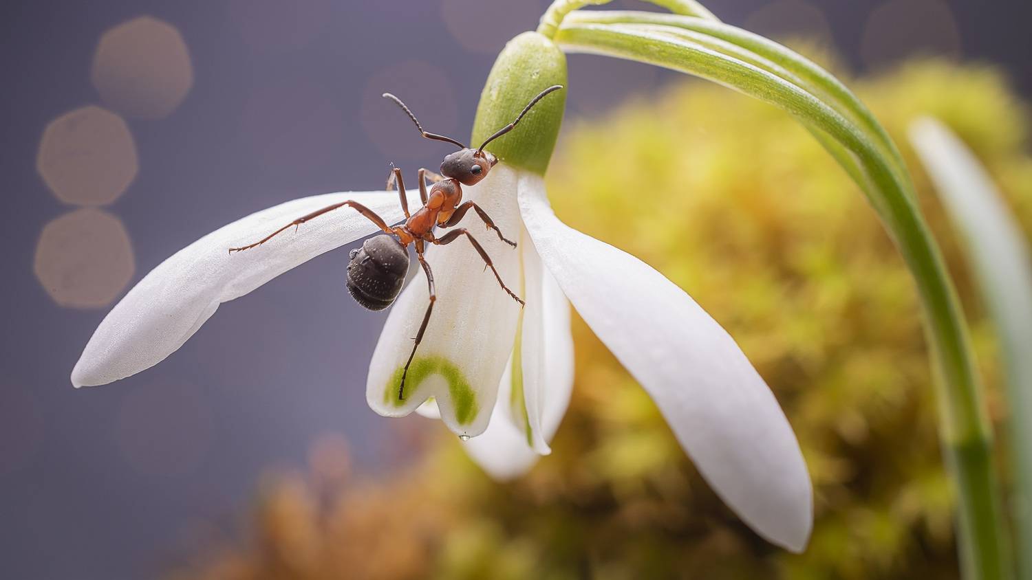 , Людмила Железнова
