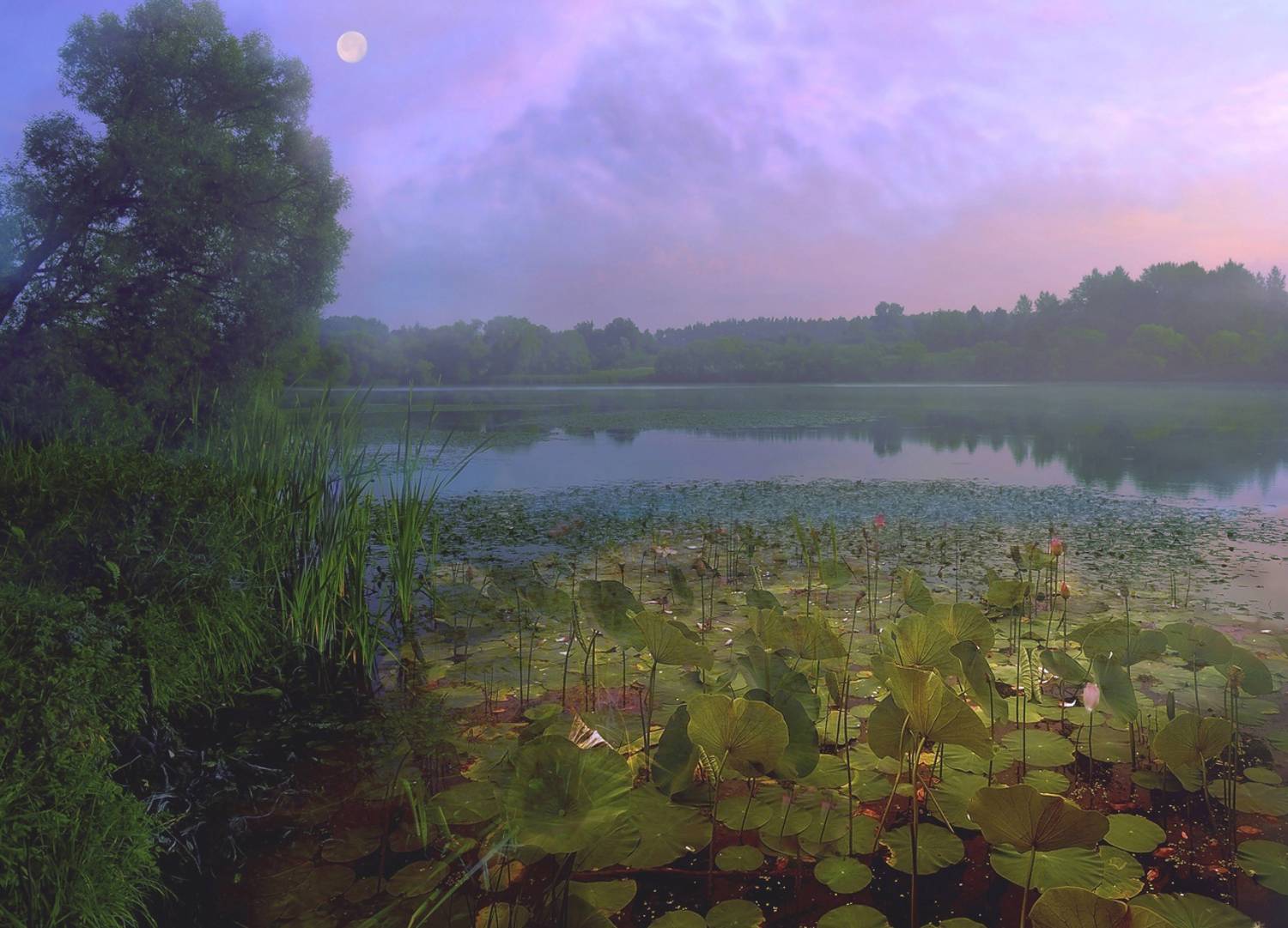 Озеро,река,расссвет,кувшинки,луна,вода,природа,пейзаж, Хагалас Мириам